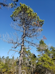 Pinus contorta bolanderi