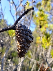 Pinus contorta bolanderi