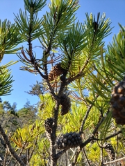 Pinus contorta bolanderi