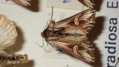 Actinotia polyodon