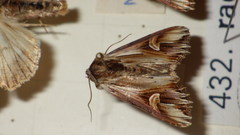 Actinotia polyodon