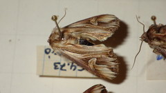 Actinotia polyodon