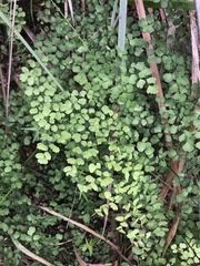 Adiantum aethiopicum
