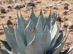 Agave flexispina