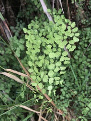 Adiantum aethiopicum