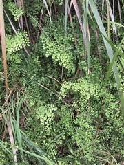 Adiantum aethiopicum