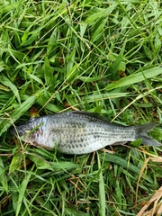 Osteochilus vittatus