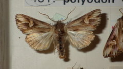 Actinotia polyodon