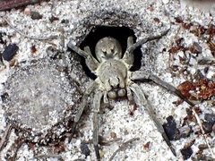 Portacosa cinerea