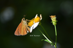 Euphyes dukesi calhouni