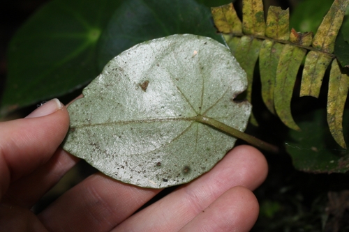 Image of Begonia conchifolia by no rights reserved