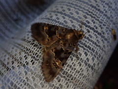 Phlogophora aureopuncta