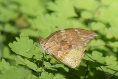 Lieinix nemesis nayaritensis