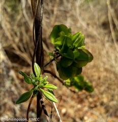 Combretum violaceum image