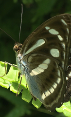 Athyma pravara