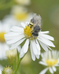 Halictinae
