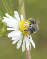 Halictinae