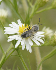 Halictinae
