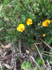 Pultenaea muelleri