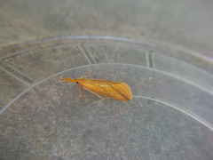 Donacaula longirostrallus