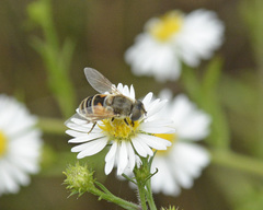 Eristalis arbustorum