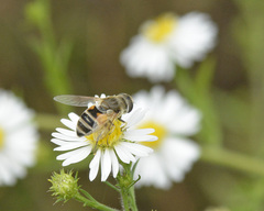 Eristalis arbustorum
