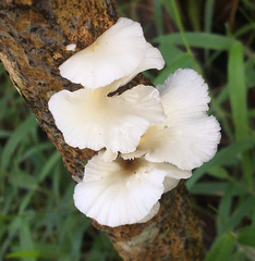 Fungi