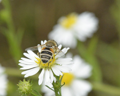 Eristalis arbustorum