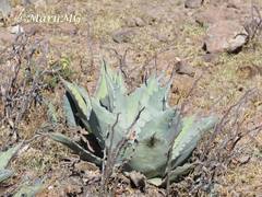 Agave flexispina