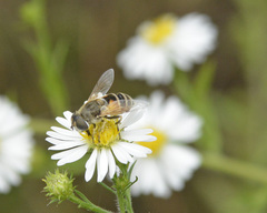 Eristalis arbustorum