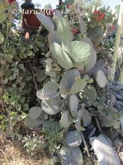 Opuntia joconostle