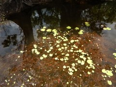 Nymphoides aurantiaca