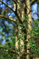 Spiraea thunbergii