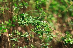 Spiraea thunbergii