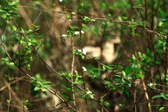 Spiraea thunbergii