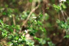 Spiraea thunbergii