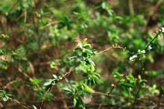 Spiraea thunbergii