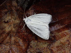 Chasminodes nervosa