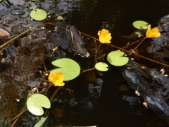 Nymphoides aurantiaca