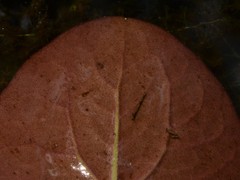 Nymphoides aurantiaca