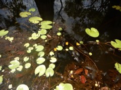 Nymphoides aurantiaca