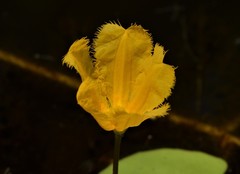 Nymphoides aurantiaca