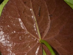 Nymphoides aurantiaca