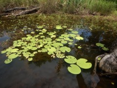 Nymphoides indica