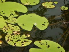 Nymphoides indica