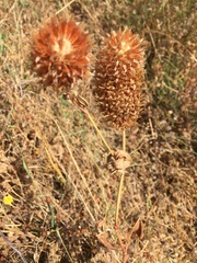 Trifolium vesiculosum