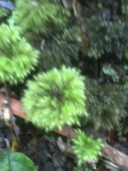 Mniodendron comosum