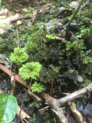 Mniodendron comosum