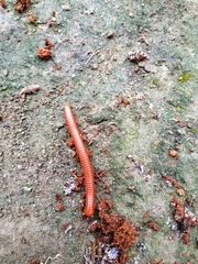 Trigoniulus corallinus