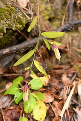 Crotalaria sagittalis